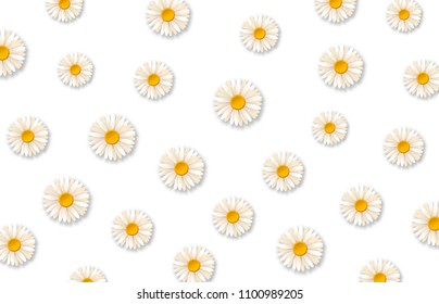 White daisy flowers. Pattern with chamomile flowers on white background. Vector illustration 