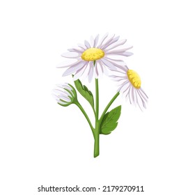 White daisy flowers vector illustration. Cartoon isolated spring and summer bouquet with chamomiles bunch, blossom and bud on stem with green leaf, meadow flower for collecting nectar by honey bees