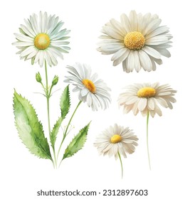 White daisy flowers watercolor paint collection