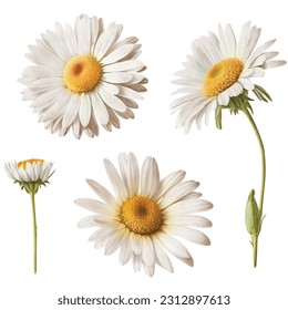 White daisy flowers watercolor painted collection