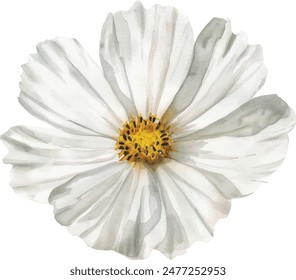 white daisy flowers watercolor vector illustration on white background