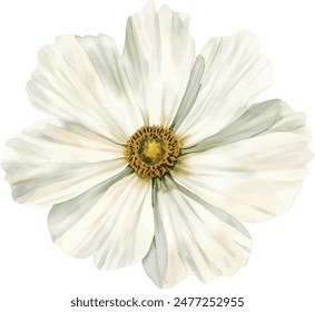 white daisy flowers watercolor vector illustration on white background