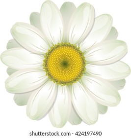 White Daisy, isolated on white, vector illustration, eps-10