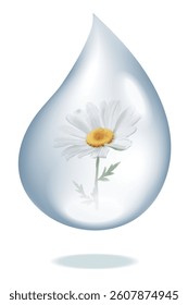 white daisy in raindrops on a white background.Close-up,isolated,macro
