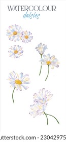 La margarita blanca dibujada a mano. Decoración de las pancartas de verano. Flores aisladas sobre fondo blanco 