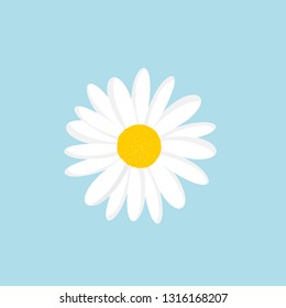 White Daisy Vector. Cute Flower Plant Isolated On Blue Background.