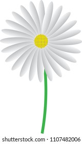 
white daisy with a yellow center