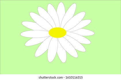 white daisy with yellow middle on the light green background
