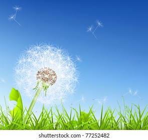White Dandelion, 10eps