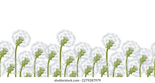 White dandelion flowers on a white background. Cartoon herbal vector illustration with copy space. Seamless border.