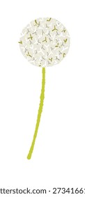 Cabeza de semilla de pelusa de diente de león blanco