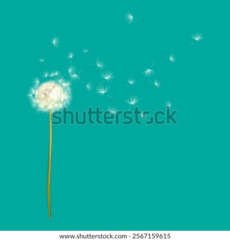 white dandelion fluffed vector illustration