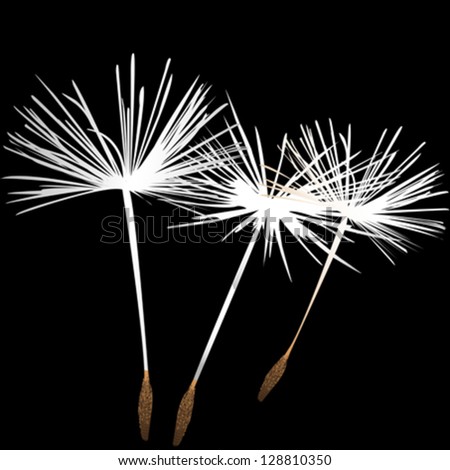 white dandelion fluffs over black background