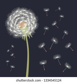 White dandelion with flying seeds. Vector illustration.