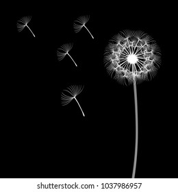 White dandelion isolated on black background, flying spores.      