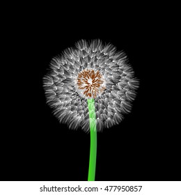 white dandelion isolated on black background. vector image