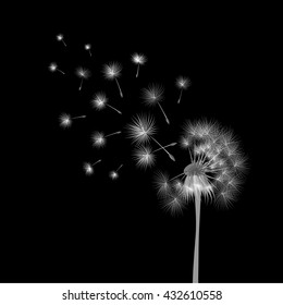 White dandelion on black background. Flying spores. Concept of wishing, tenderness and summer time.