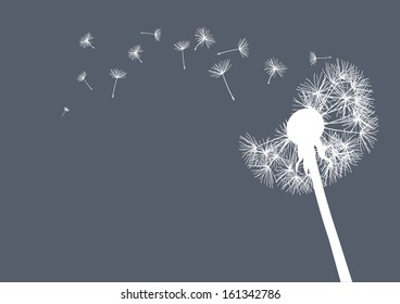 white dandelion on grey background