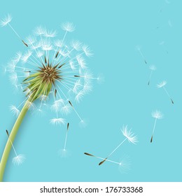 White dandelion with pollens isolated vector illustration