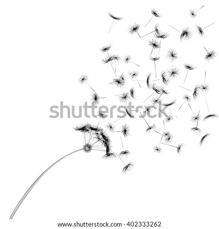 white dandelion seeds, nature, vector