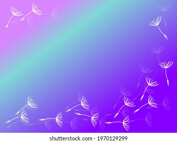 White dandelion seeds on a multicolored background with an empty space to insert, Vector illustration