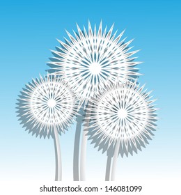 white dandelions