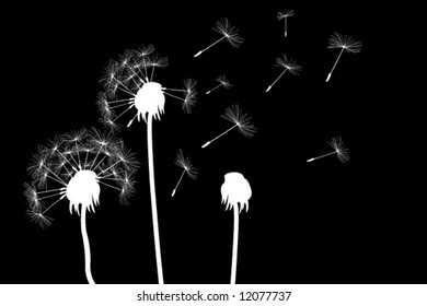 white dandelions on black