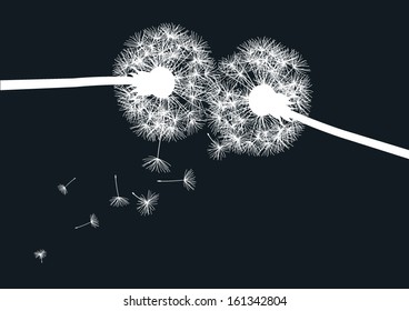 white dandelions on black background