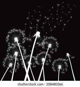 White dandelions on a black background. EPS vector image. Plant motif, flower and seeds. Decorative graphics for printing. Romantic vision of the end of summer. Flight into the unknown.