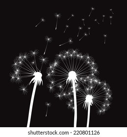 White dandelions on a black background. EPS vector image. Plant motif, flower and seeds. Decorative graphics for printing. Romantic vision of the end of summer. Flight into the unknown.