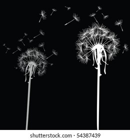 White dandelions on black background