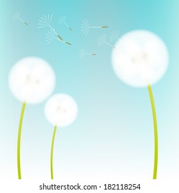 White dandelions on blue background