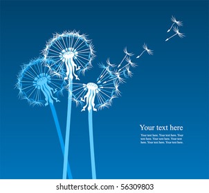 white dandelions on blue background