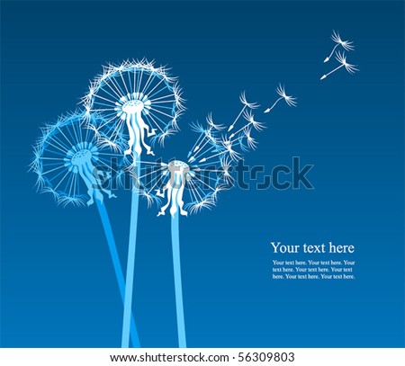 white dandelions on blue background