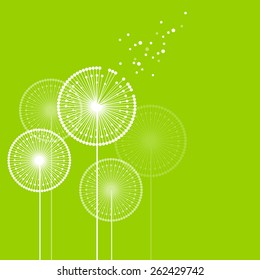 White dandelions on green background