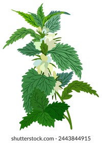 White dead nettle plant. Vector isolated illustration.