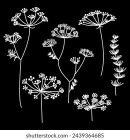 White delicate wildflowers in boho style (eps). Vector illustration on a black background. Graphic resource.