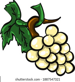 White delicious grape ,illustration,vector on white background