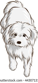 white dog look up
