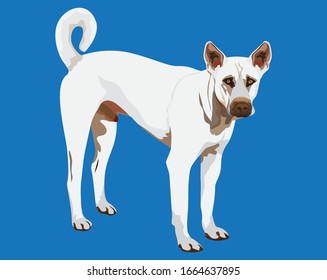 white dog on blue background vector design