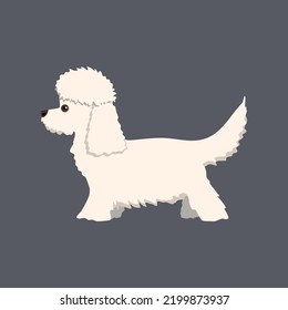 White dog on a gray background. A poodle. Vector illustration. 