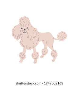 White dog of Poodle breed standing, flat vector illustration isolated on white.