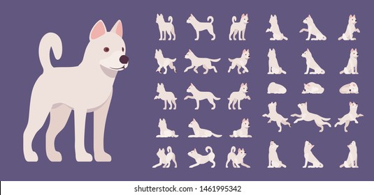 White dog set. Working active breed, cute family home pet, companion for disability assistance, search, rescue, police, military help. Vector flat style cartoon illustration, different views and poses