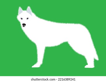 White dog. Stand. Cartoon. Vector illustration on a beautiful background. Toying husky. white and black purebred dog animal in various poses.
