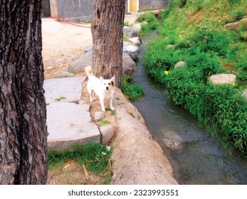 A white dog standing near water stream under the big tree in hot season is a wonderful nature and animal photo painting ,excellent for decoration ,book cover ,textile and fabric ,website and print use