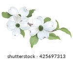 White Dogwood (Cornus florida).
Hand drawn vector illustration of blooming dogwood on transparent background.
