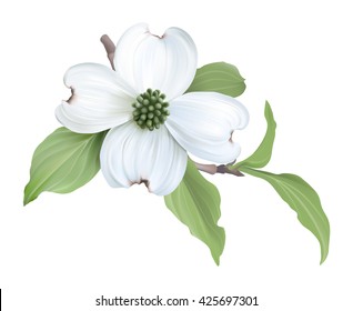 White Dogwood (Cornus florida) 
Hand drawn vector illustration blooming dogwood transparent background 
