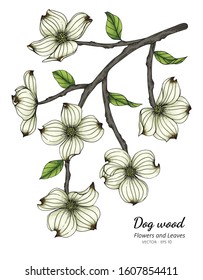 White Dogwood Flower And Leaf Drawing Illustration With Line Art  On White Backgrounds