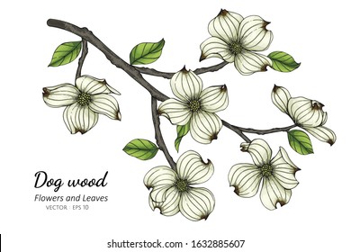 White dogwood flower and leaf drawing illustration with line art on white backgrounds.