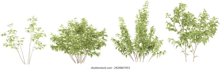 White dogwood,Apple trees isolated on white background, tropical trees isolated used for architecture svg